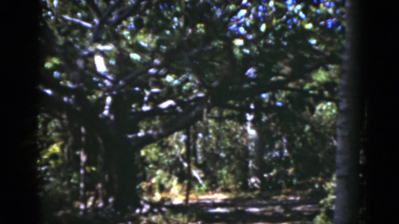 1975 8mm view of a shaded garden path or wooded walkway with bright patches of sunlight ahead.