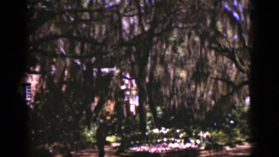 1975 Florida garden view with Spanish moss hanging from trees, sunlit plantings, and a distant visitor partly visible through the branches.