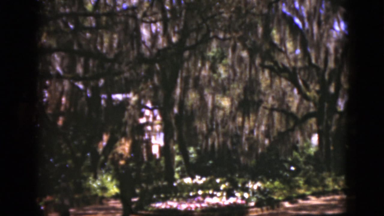 Shaded Florida woodland with mossy trees and sunlit ground patches.