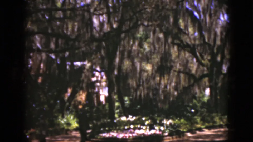 1975 Florida 8mm frame showing a shaded forest path area with moss-draped trees, dense greenery, and dappled sunlight.