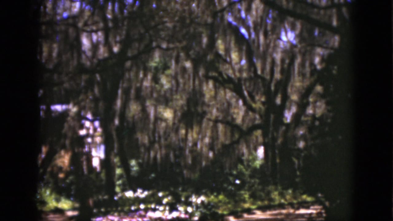 1975 Florida 8mm frame with a still view into dense trees, hanging Spanish moss, and bright sunlit plants on the forest floor.