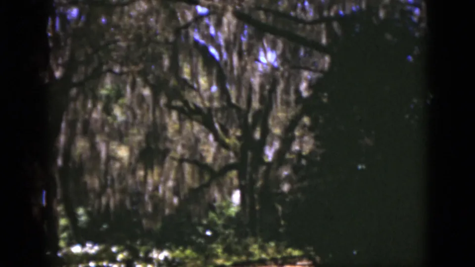 1975 Florida home-movie frame showing a soft, handheld view of moss-covered trees, dense shade, and low green vegetation.