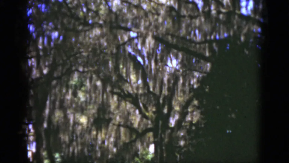 1975 Florida 8mm frame showing moss-hung branches and dark tree trunks across a green, sun-dappled woodland floor.