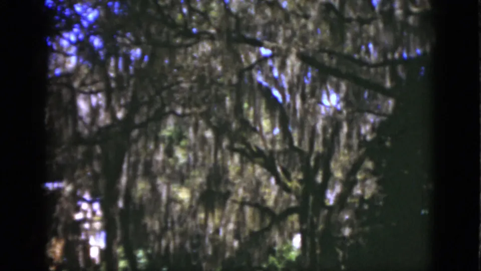 1975 Florida 8mm frame showing moss-draped trees, filtered sunlight, and a partly obscured pale garden structure.