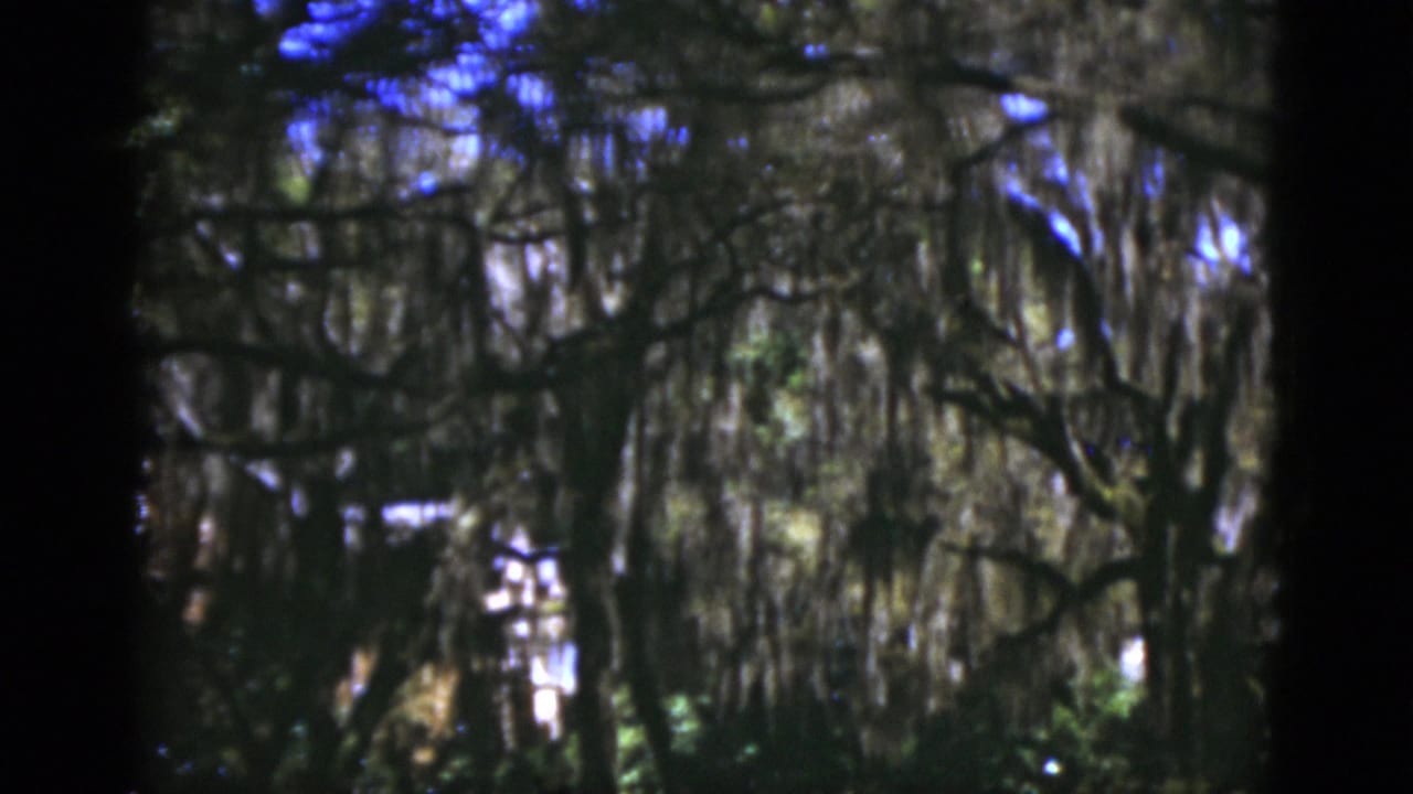 Shaded tree canopy with hanging moss and a pale structure glimpsed through the branches.
