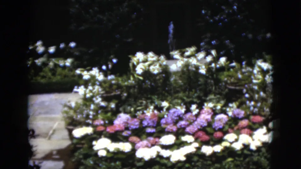 Close view of a Florida garden bed with colorful flowers, shrubs, shade, and a paved path on vintage 8mm film.