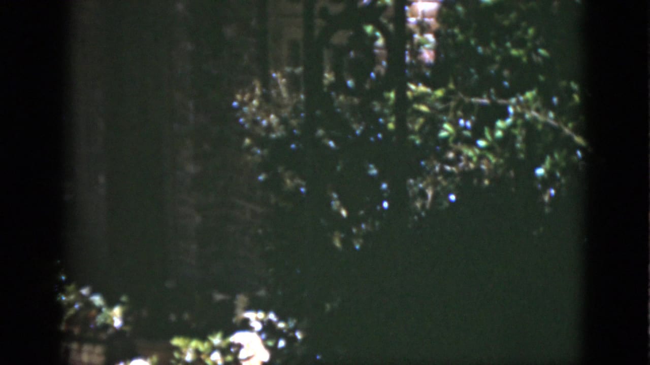 1975 Florida home-movie frame with dense tree cover, bright leaf highlights, and partially obscured garden elements near the bottom.