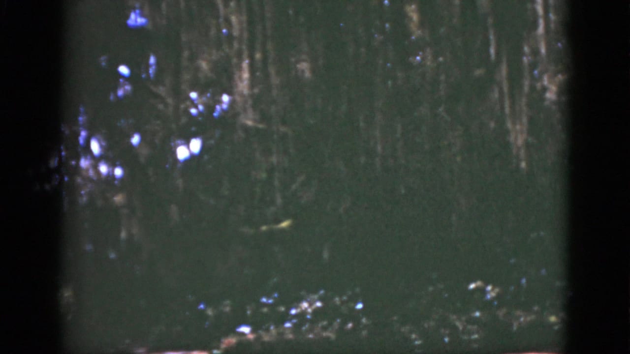 1975 Florida 8mm frame showing dense forest shadow with blue-white sunlight filtering through branches.