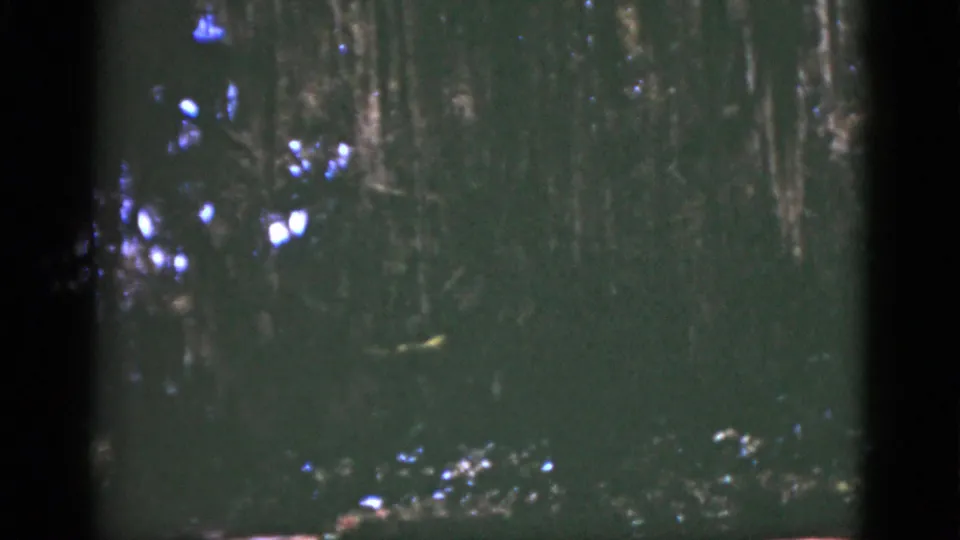 1975 Florida 8mm frame showing dense forest shadow with blue-white sunlight filtering through branches.