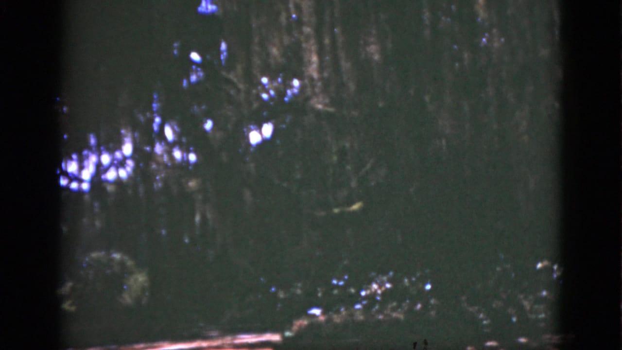 1975 Florida forest view on 8mm film, with dark green vegetation and small bright gaps of sunlight overhead.