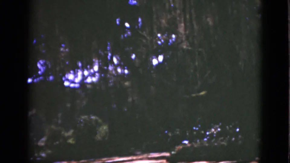 8mm home-movie frame from Florida in 1975 showing a dark wooded scene with sunlight scattered through the canopy.