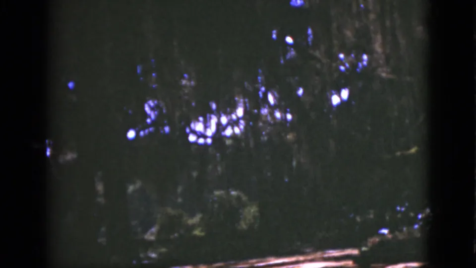 1975 Florida 8mm frame of dense woodland, with bright blue-white light visible through the shadowed tree canopy.