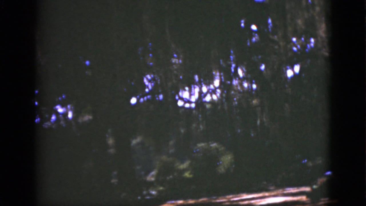 1951 Florida 8mm forest scene with dense foliage, tree trunks, and dappled sunlight breaking through the canopy.