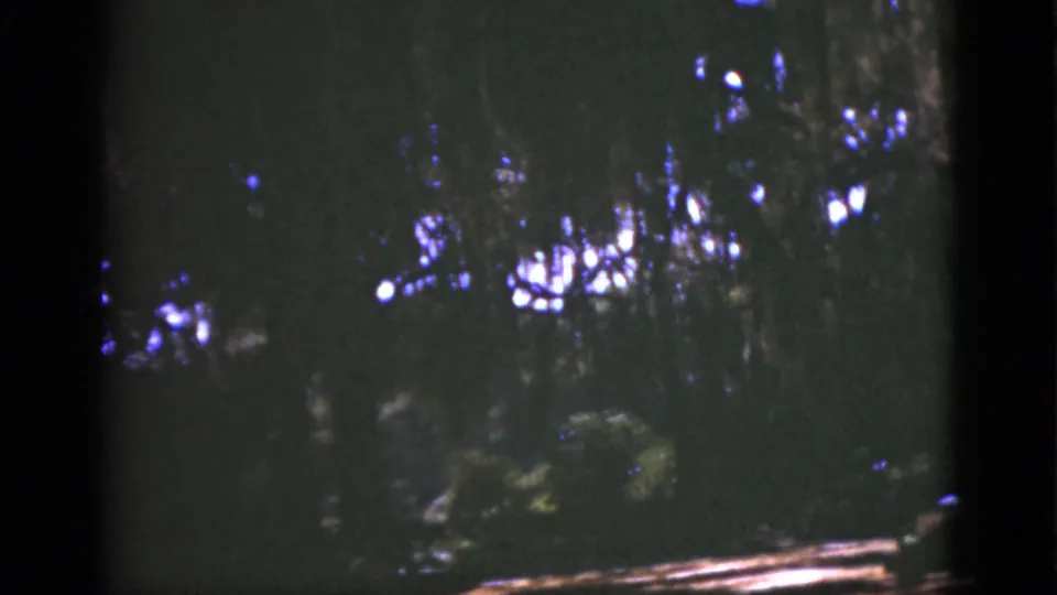 1951 Florida 8mm forest scene with dense foliage, tree trunks, and dappled sunlight breaking through the canopy.