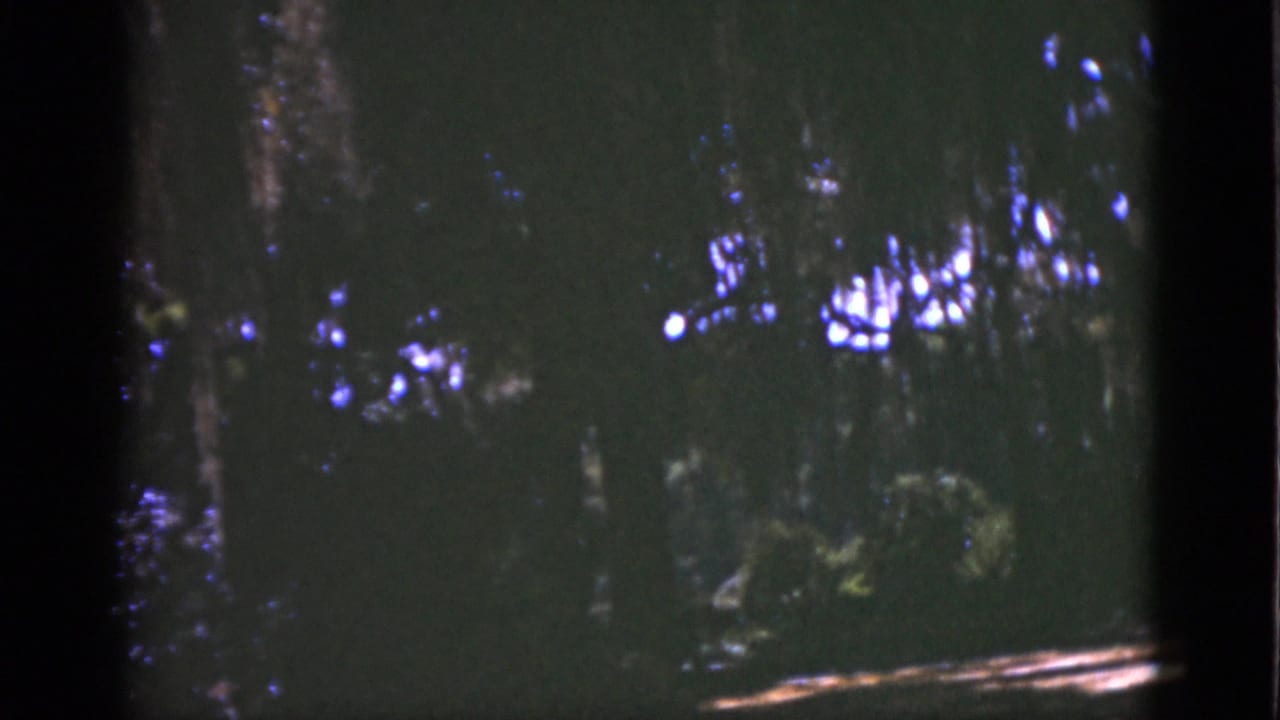 1951 Florida woodland frame showing shadowed trees, dense greenery, and small blue-white light flares from sunlit gaps.