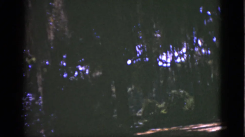 1951 Florida woodland frame showing shadowed trees, dense greenery, and small blue-white light flares from sunlit gaps.