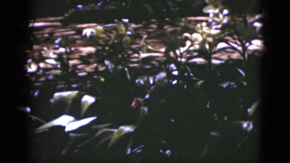 1951 Florida forest footage frame with glossy leaves, shadowed trunks, and a bright sunlit band through the wooded scene.