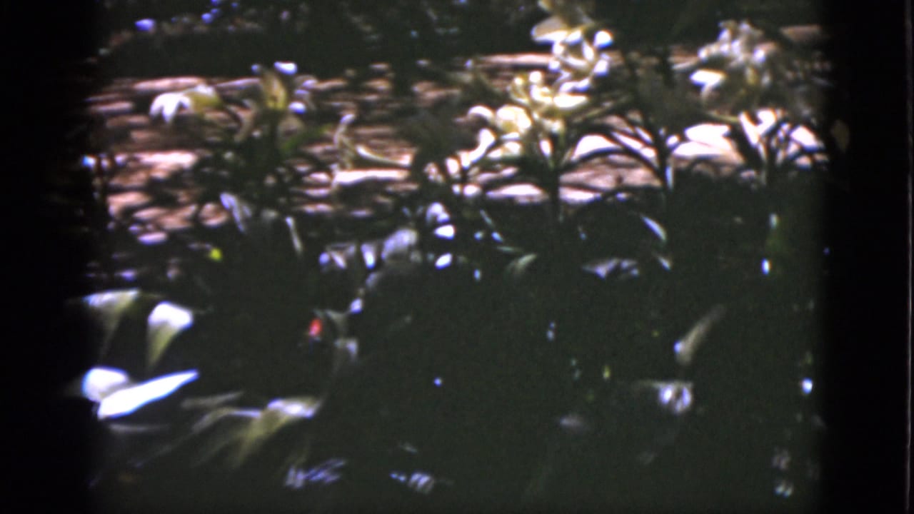 White flowers and dark green foliage in a sunlit garden frame.