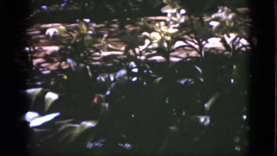 1951 Florida 8mm frame showing white blossoms above dense green garden foliage with bright sun patches behind.