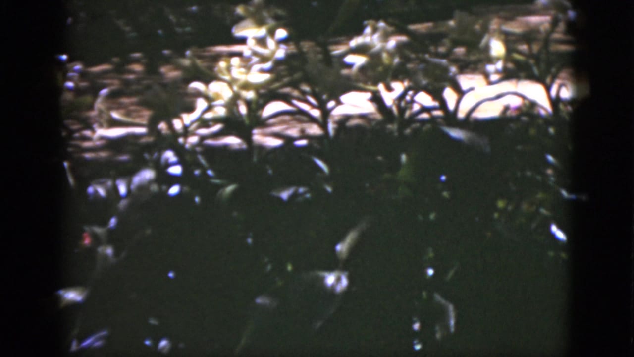Flowering plants and leafy shrubs with bright sunlight in the background.
