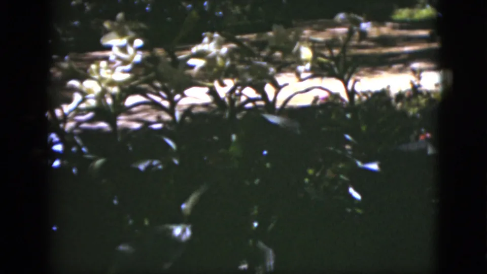 1951 Florida 8mm garden frame with white blooms, broad leaves, and strong sunlight across the background.