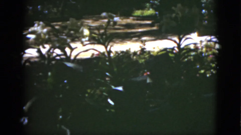 1951 Florida home-movie frame showing shadowed green plants, small white flowers, and sunlit ground in the background.
