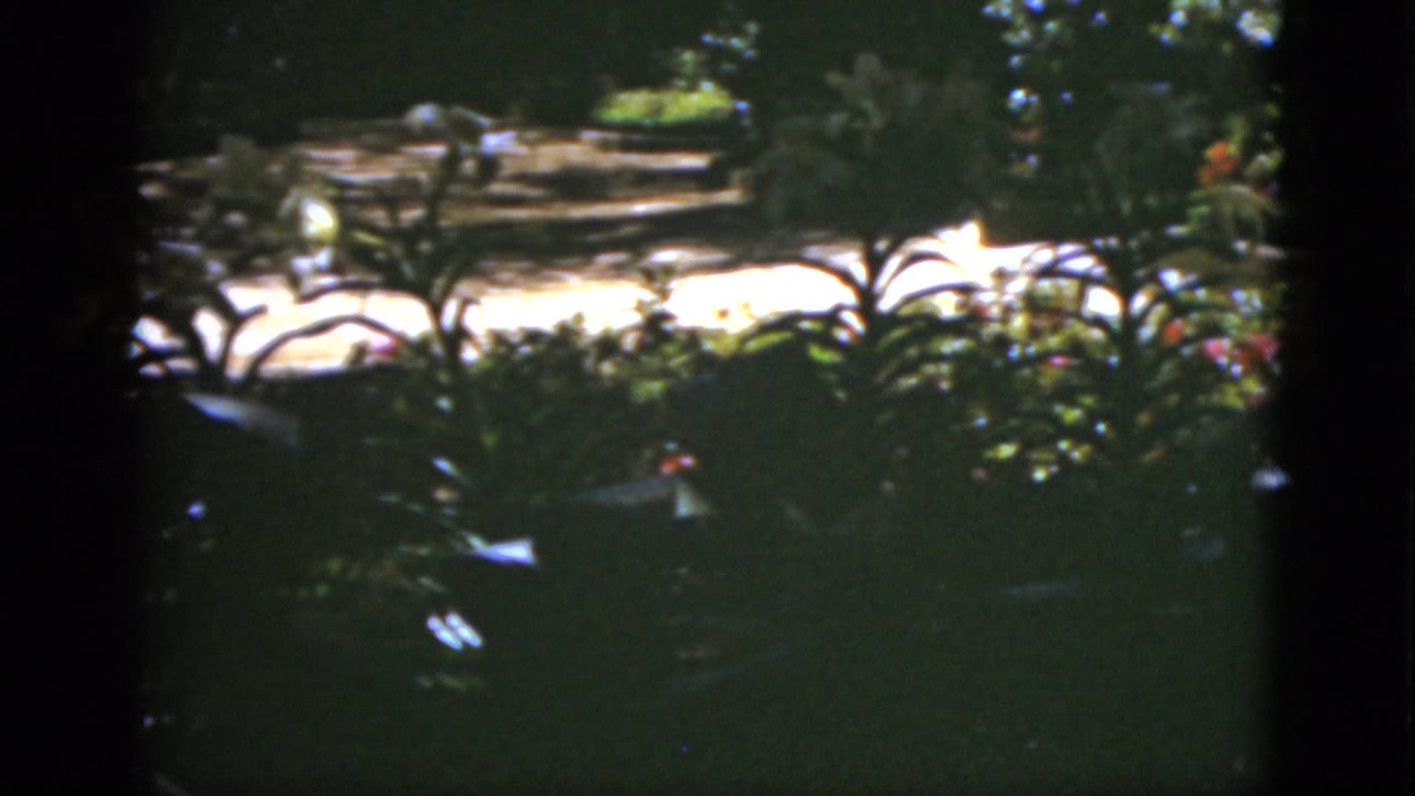 1951 Florida 8mm frame showing a sunlit garden path beyond dense leaves and scattered red and white flowers.