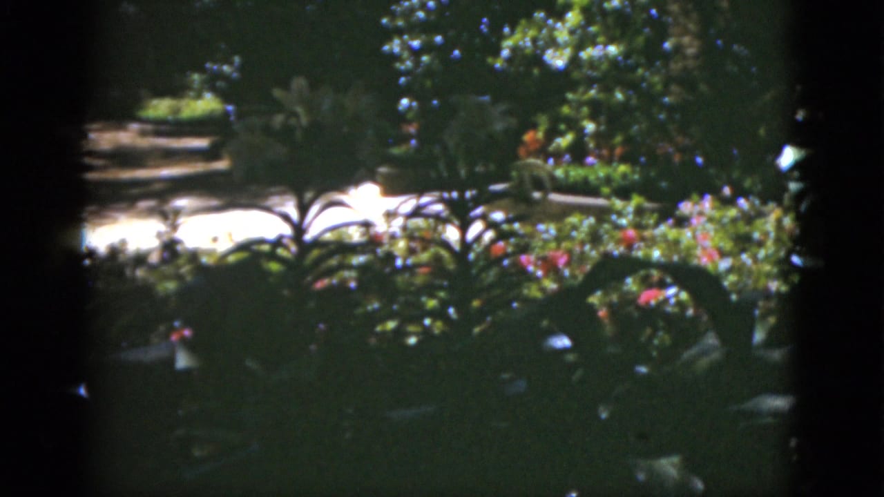 1951 Florida home-movie frame with a shaded garden bed, bright walkway, palm-like leaves, and red flowers.