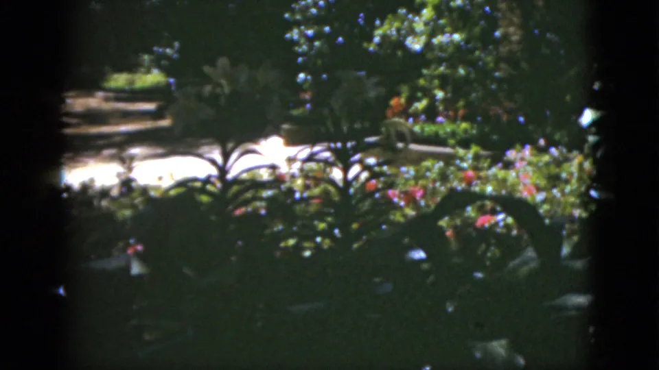 1951 Florida home-movie frame with a shaded garden bed, bright walkway, palm-like leaves, and red flowers.