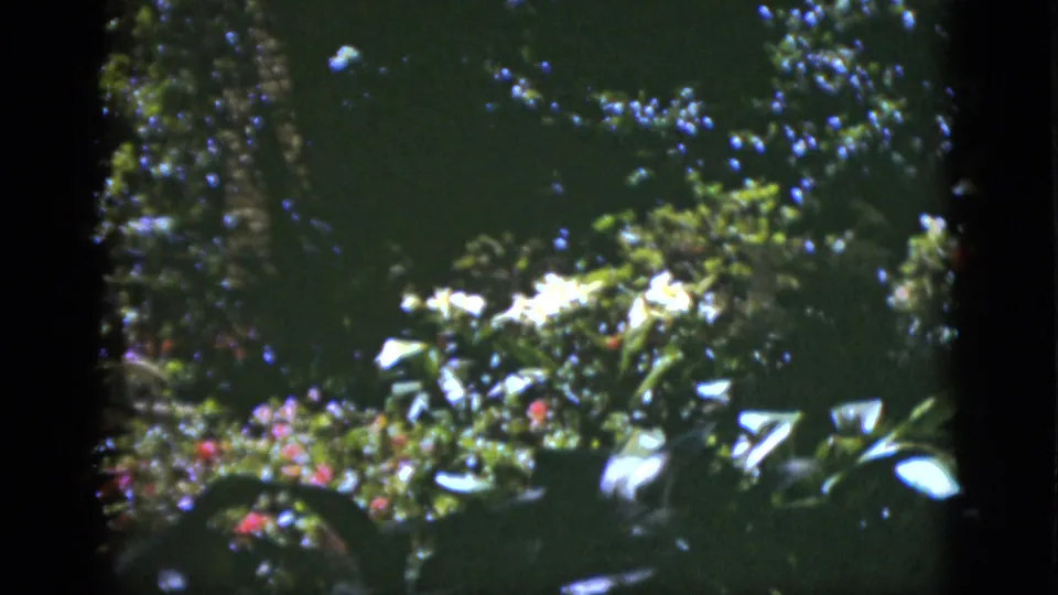 1951 Florida 8mm frame showing dense garden foliage, white blossoms, and sun flecks across shaded leaves.