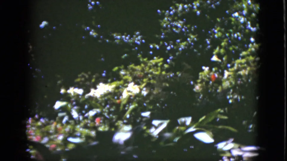 1951 Florida garden footage frame with white flowers, small red blooms, and dense foliage under dappled sunlight.