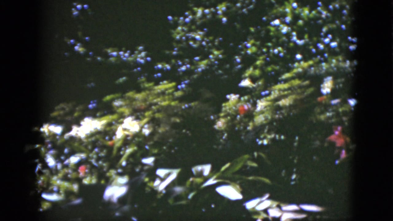 Sunlit leafy treetops with white flowers and red blossoms in deep garden shade.