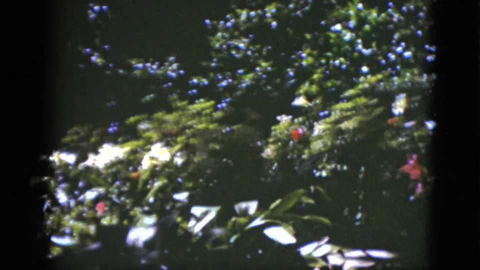 1951 Florida 8mm frame showing bright leaves, white flowers, and small red blossoms in a shaded outdoor garden view.