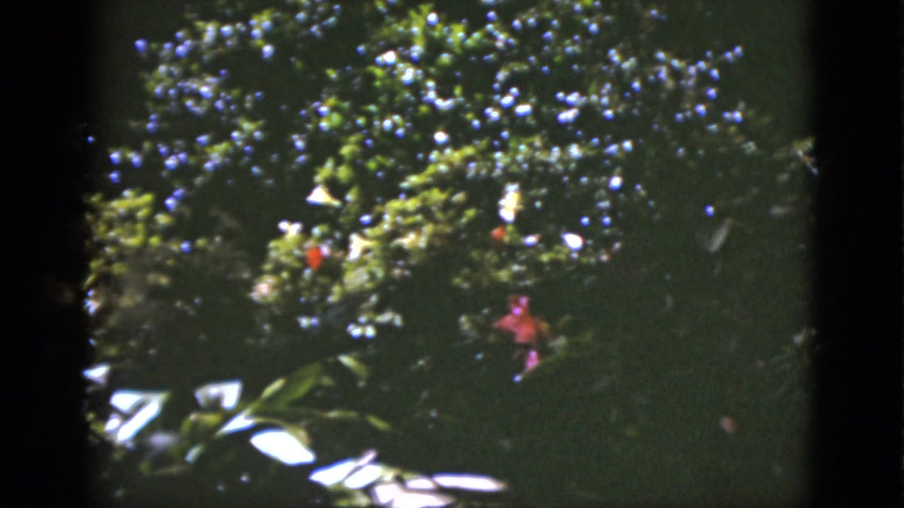 1951 Florida outdoor home-movie frame with dense green foliage, scattered white flowers, and red blossoms under strong sunlight.
