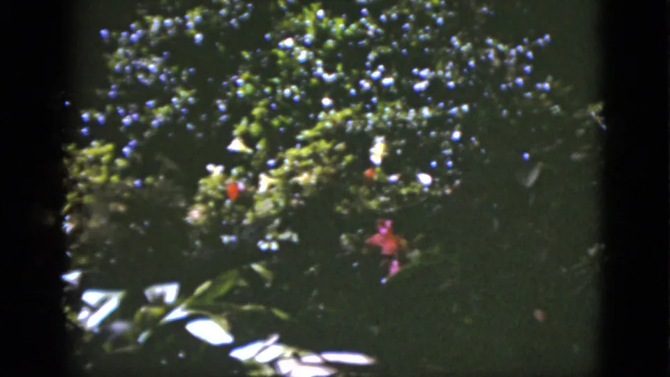 1951 Florida outdoor home-movie frame with dense green foliage, scattered white flowers, and red blossoms under strong sunlight.