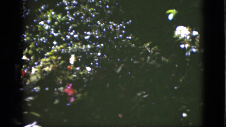 1951 Florida 8mm garden view with soft-focus leaves, white flowers, and a red blossom against a dark green background.