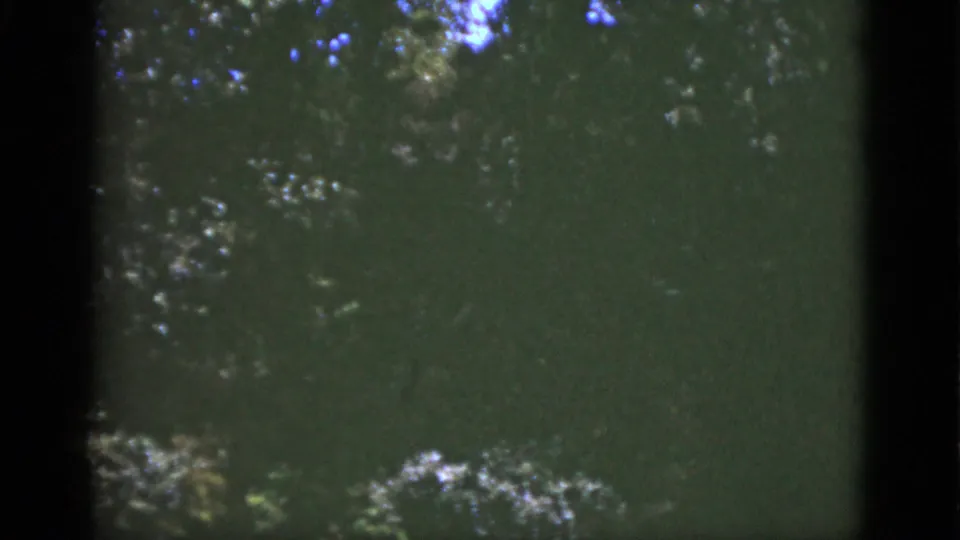 1951 Florida 8mm view of dense green foliage and reflected trees, with the frame softened by exposure shift and film grain.