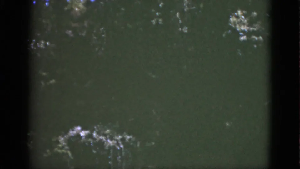 1951 Florida 8mm frame dominated by green tree reflections on calm water, with visible grain and soft home-movie focus.