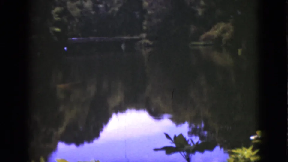1951 Florida 8mm frame of a still lake with reflected trees and sky, with foreground leaves entering along the lower edge.