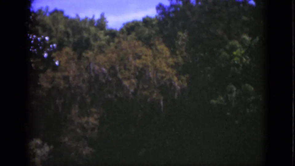 1951 Florida home-movie frame showing dense lakeside foliage in soft focus, with dark 8mm frame edges and subdued color.
