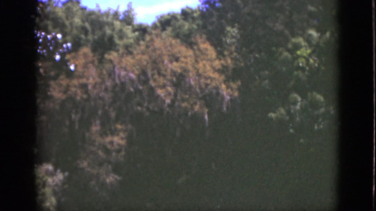 1951 Florida 8mm frame showing dense tree canopy with green foliage, brown leaves, hanging moss, blue sky, and visible film borders.