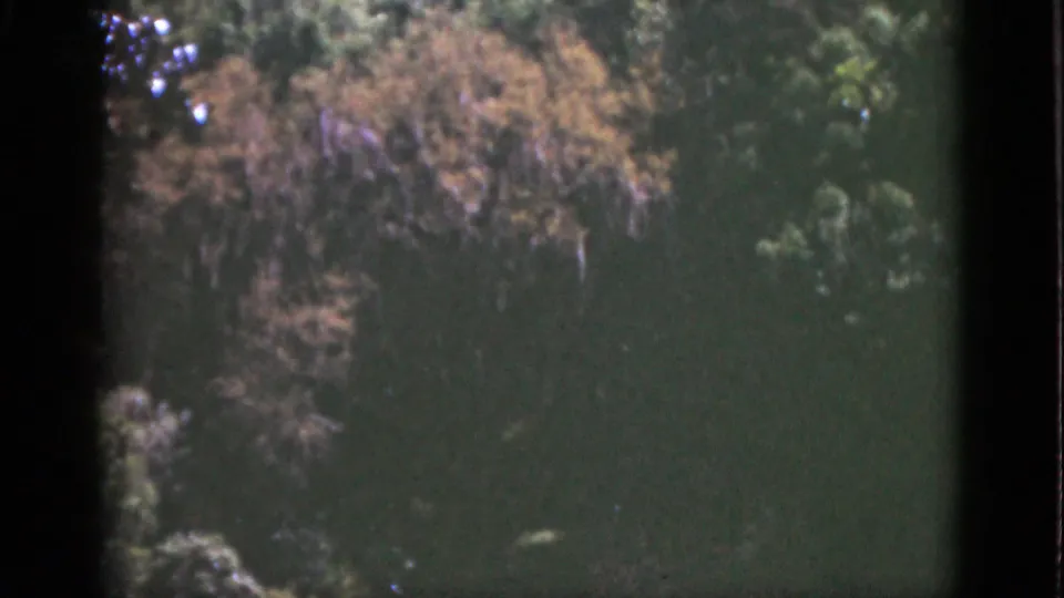 1951 Florida home-movie frame of a leafy canopy with Spanish moss-like strands, green trees, brown foliage, and dark 8mm gate edges.