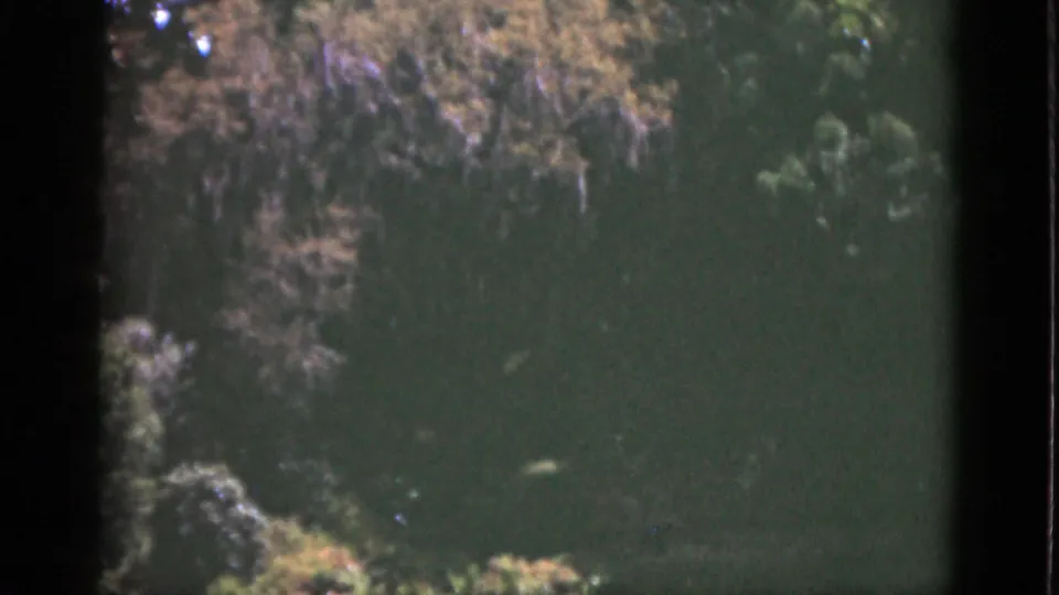 1951 Florida 8mm still with soft focus on treetops, mossy branches, brown leaf patches, green foliage, and a narrow glimpse of sky.