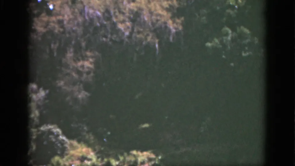 1951 Florida 8mm frame showing a quiet canopy view with green leaves, brown foliage, hanging moss, faded color, and visible film borders.