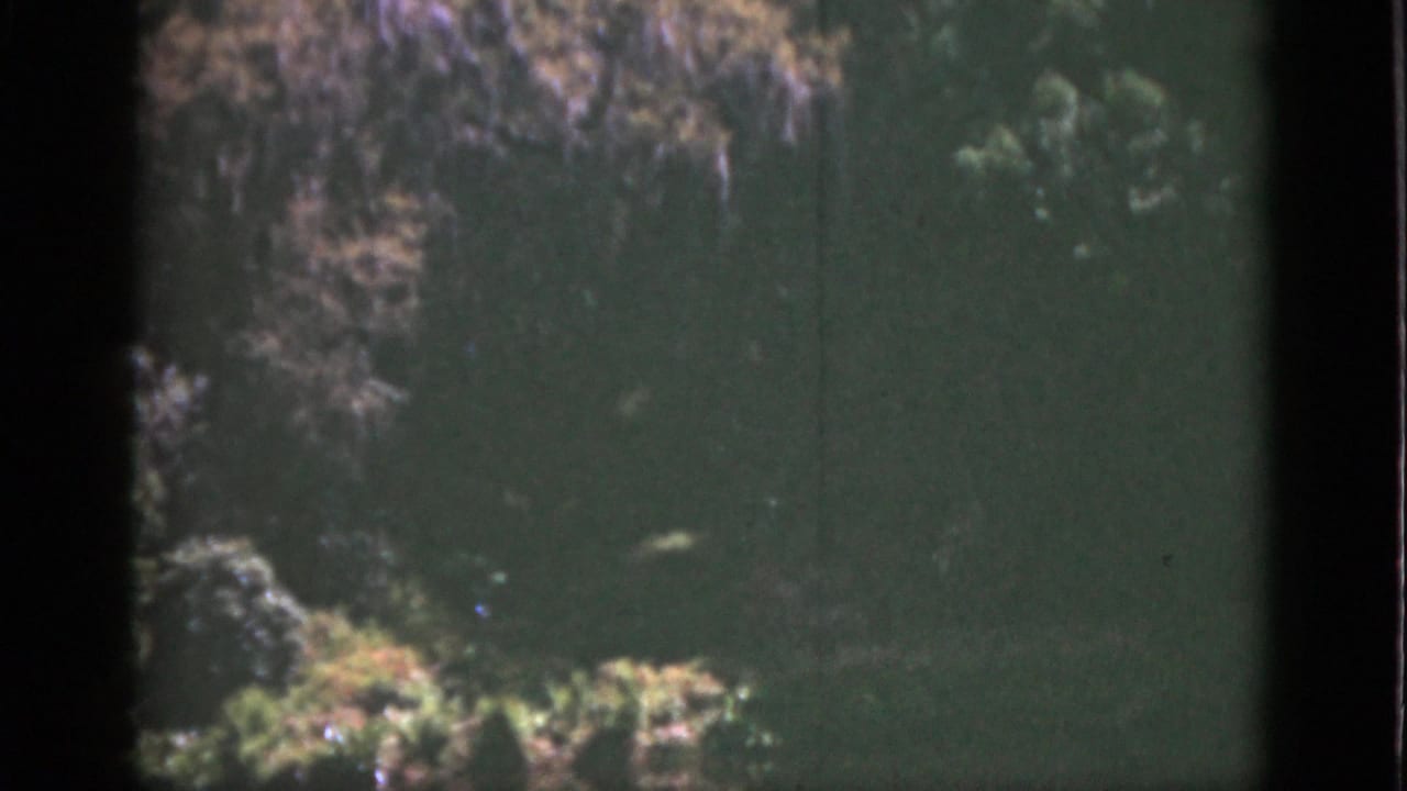 1951 Florida 8mm frame showing greenish underwater rocks, plant growth, and a small fish in soft natural light.