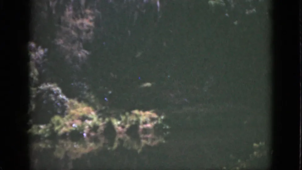 1951 Florida underwater home-movie frame with rocks, aquatic plants, green water, and a small fish near the lower left.