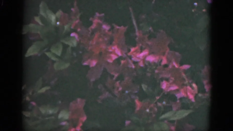 1951 Florida underwater frame showing reddish aquatic plant growth and green leaves in low, filtered light.