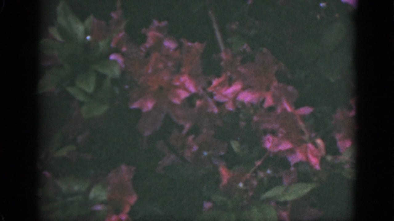 1951 Florida 8mm frame showing pink-red flowering foliage against dark green leaves and soft shadow.