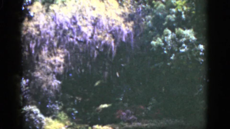 1951 Florida 8mm frame with shaded greenery, pale hanging plant matter, and dark undergrowth.