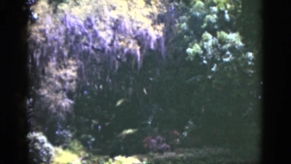 1951 Florida 8mm frame showing dark garden growth with pale hanging moss-like vegetation and green leaves.